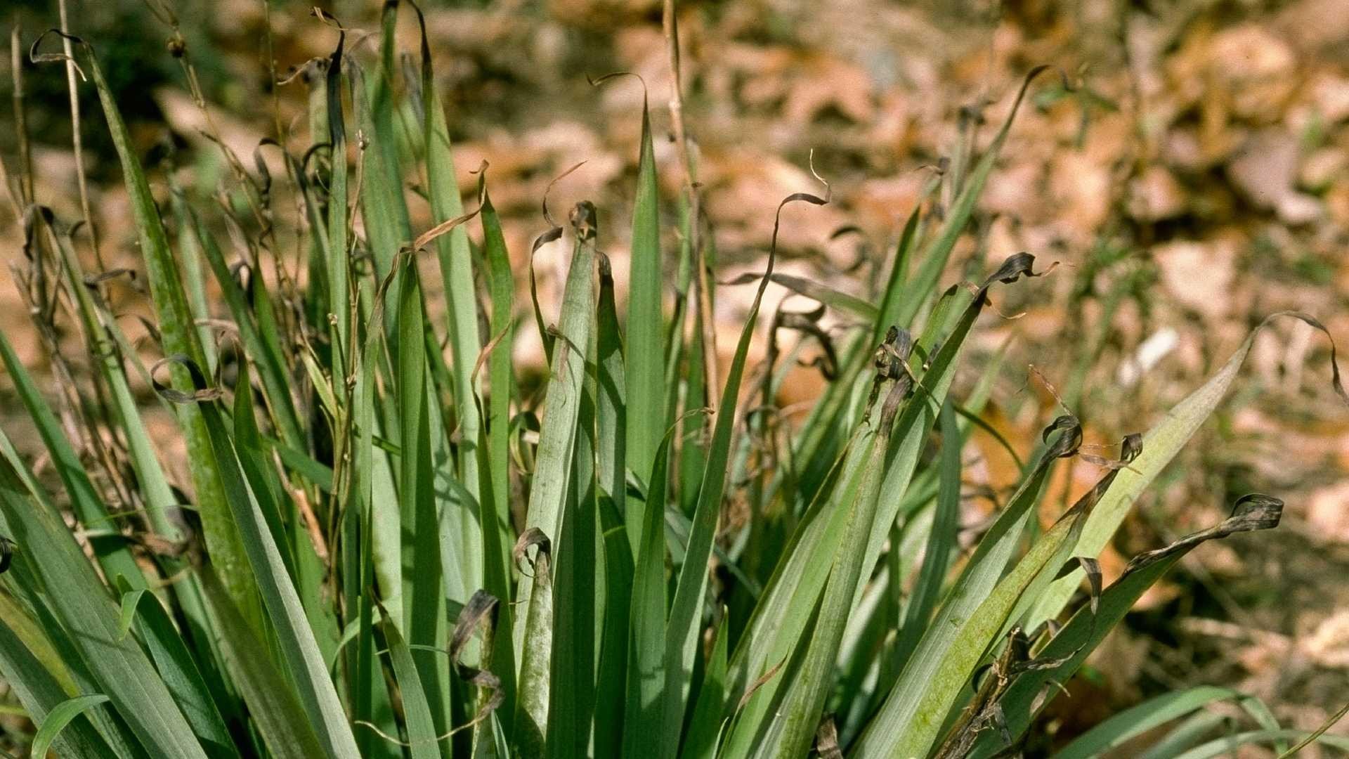 Frost and Cold Damage on Flowers | University of Maryland Extension