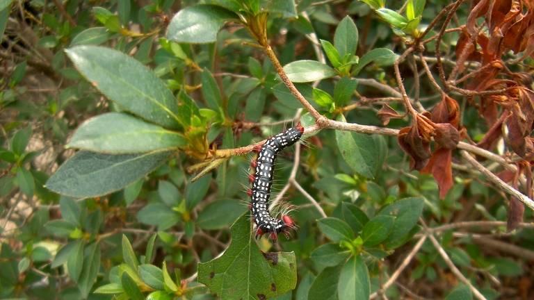 Azalea caterpillar