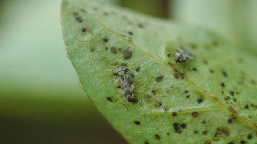 Azalea lace bug adult and fecal spots. Photo: P.M. Shrewsbury, University of Maryland