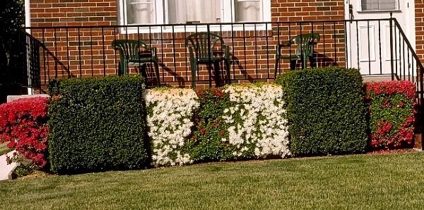 Pruning Shrubs and Hedges in the Home Garden University of