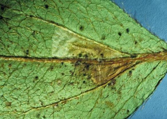 Azalea Leafminer (early instar) inside of a leaf.