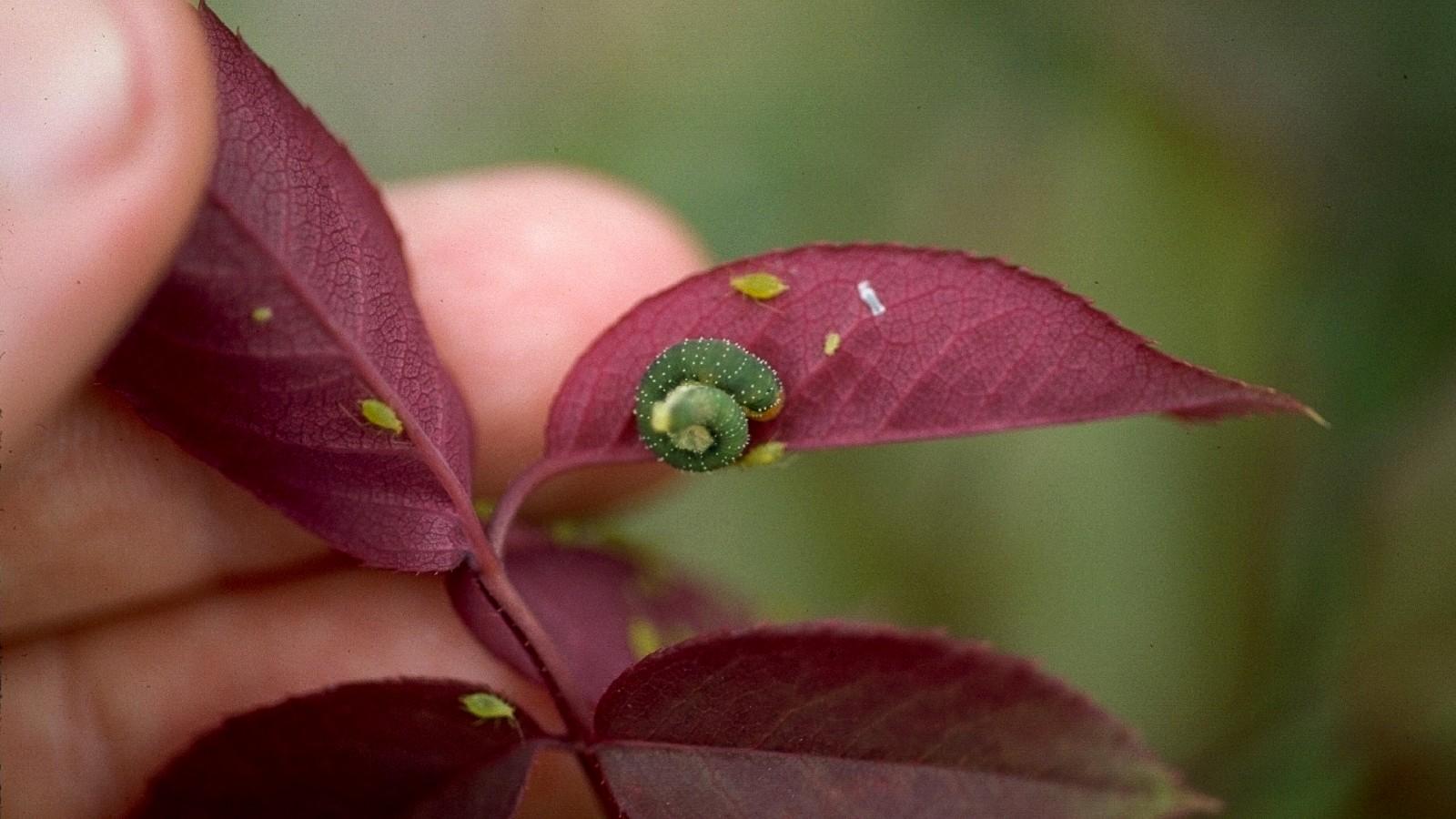 rose slug on rose leaf