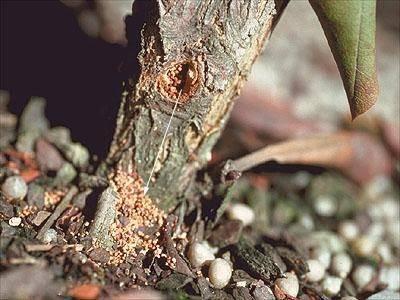 Frass (sawdust-like material) indicating the presence of rhododendron borer.