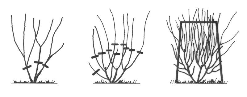 Pruning Shrubs and Hedges in the Home Garden University of