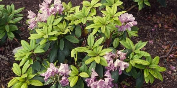 iron deficiency rhododendron