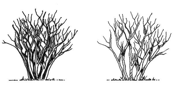 pruning to thin shrubs illustration