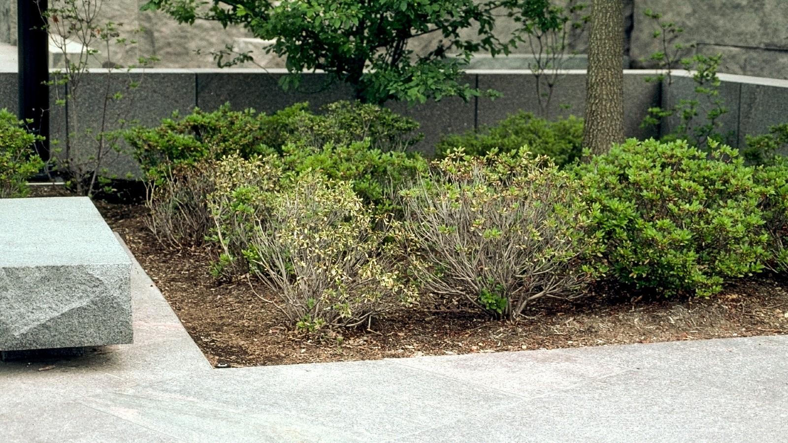 azaleas dying due to poor planting location