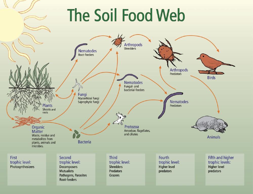 soil food web graphic