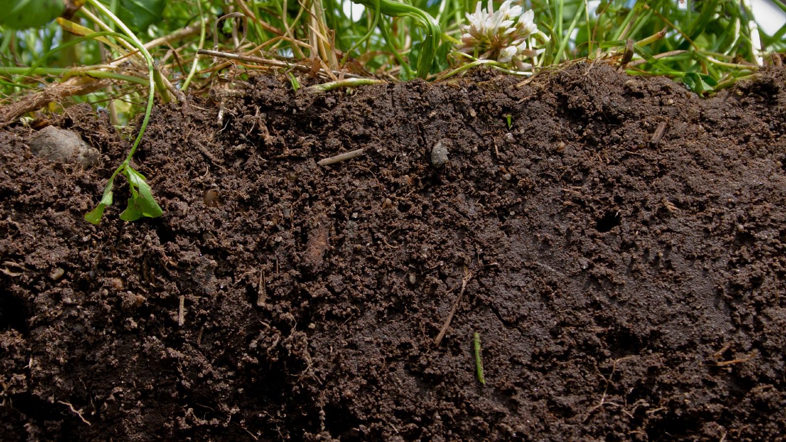 cross section of healthy soil