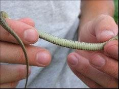 Snake in hand