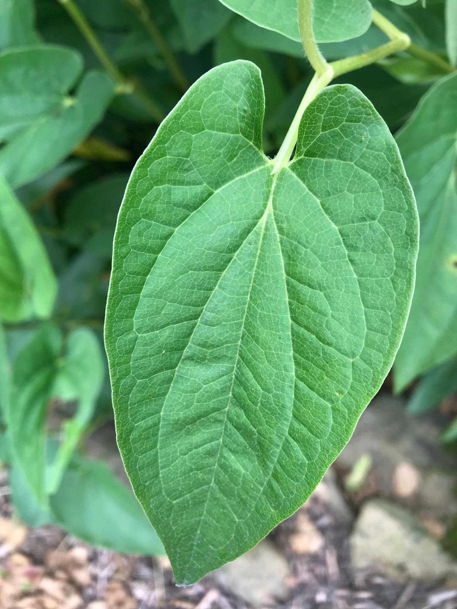 Closeup of leaf