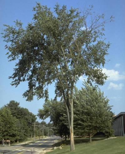 American elm tree showing typical  flagging and dieback symptoms due to  Dutch elm disease. 