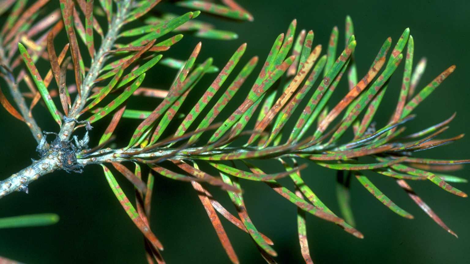 Closeup Rhabdocline Needle Cast on Douglas fir needles