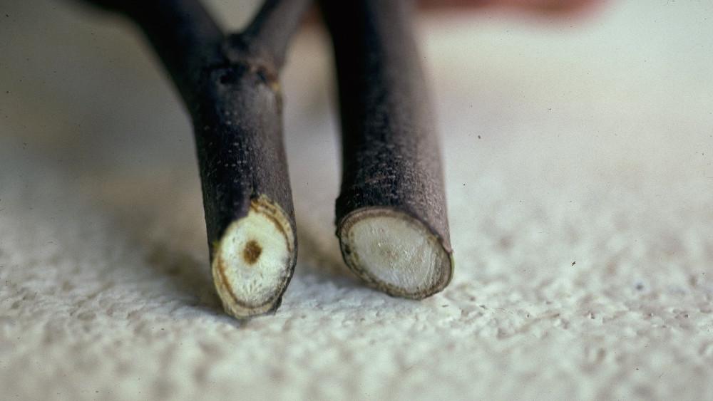 Cross-section of branch showing discoloration of vascular tissue from verticillium