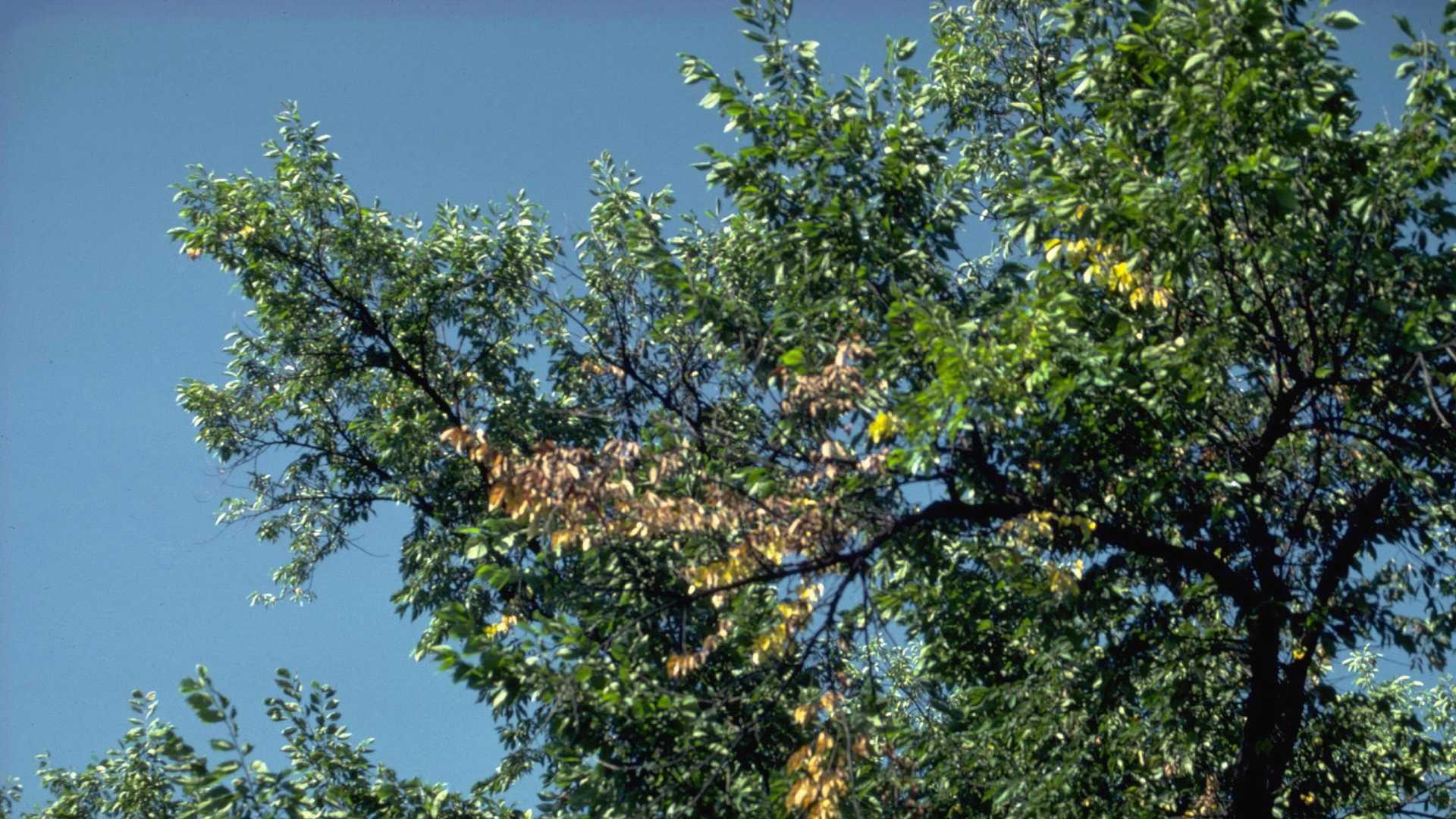 Dutch elm disease