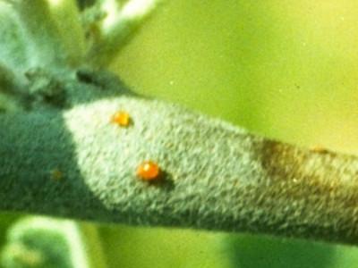 Bacterial ooze forms on the surface of cankers which spreads by wind, rain, birds, humans or insects to other plants 