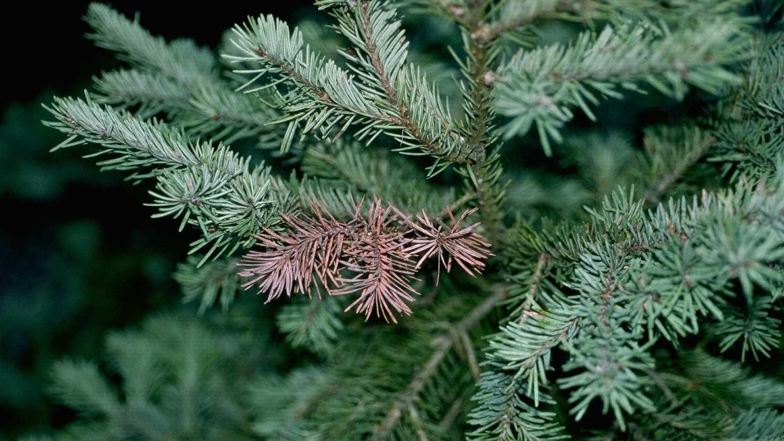 Rhizosphaeria symptoms on blue spruce