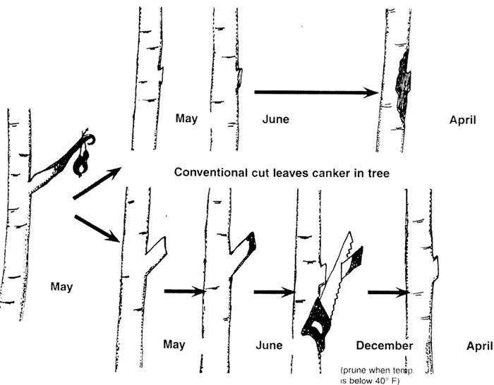 Ugly stub pruning diagram