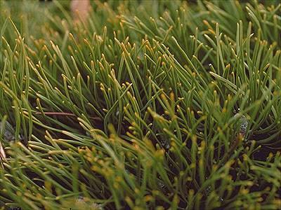 Air pollution damage on mugo pine