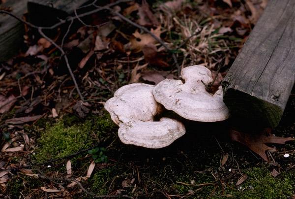 Decay fungi mushrooms on soil
