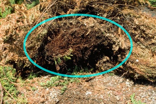 Root rot symptoms on juniper root system