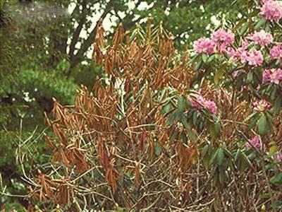 Phytophthora root rot on Rhododendron