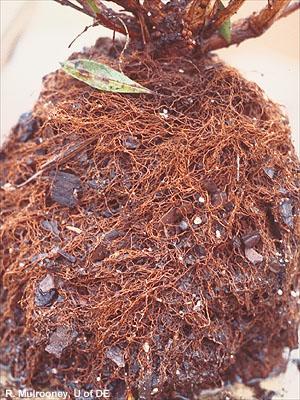 Root system infected with Phytophthora