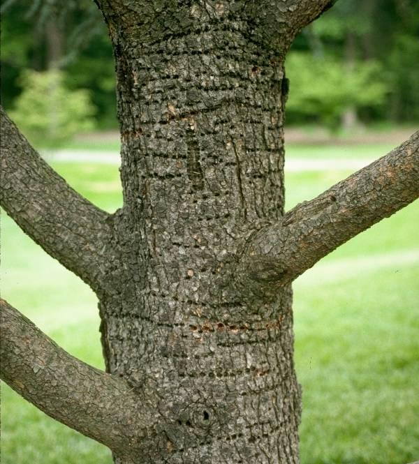 Sapsucker holes on tree bark