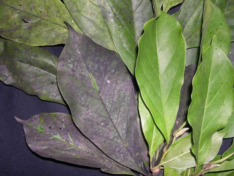 Sooty mold on magnolia leaf 