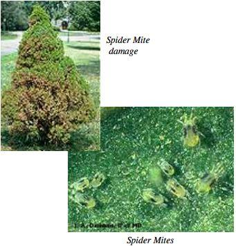 Spider mite damage
