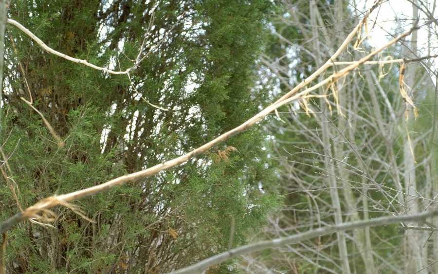 Stripped bark on branch