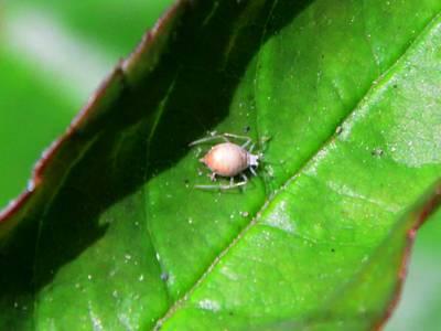 Parasitized aphid "aphid mummy"