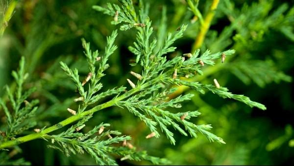 Bagworms on Trees and Shrubs University of Maryland Extension