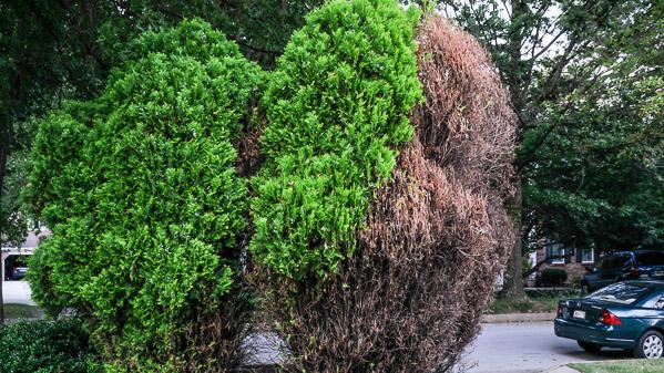 Bagworms on Trees and Shrubs University of Maryland Extension