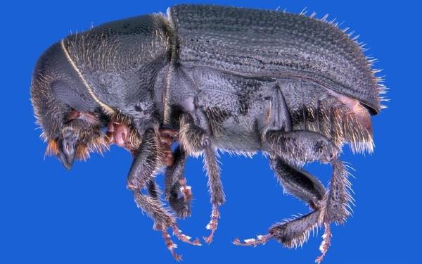 black turpentine beetle
