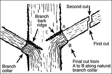 branch collar diagram