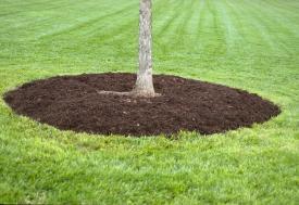 correctly mulched tree