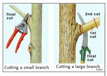 location of pruning cuts