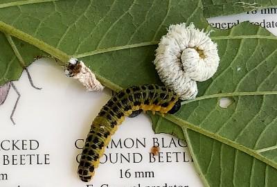 black and yellow larva is a dogwood pest