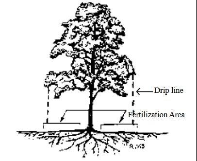 tree dripline
