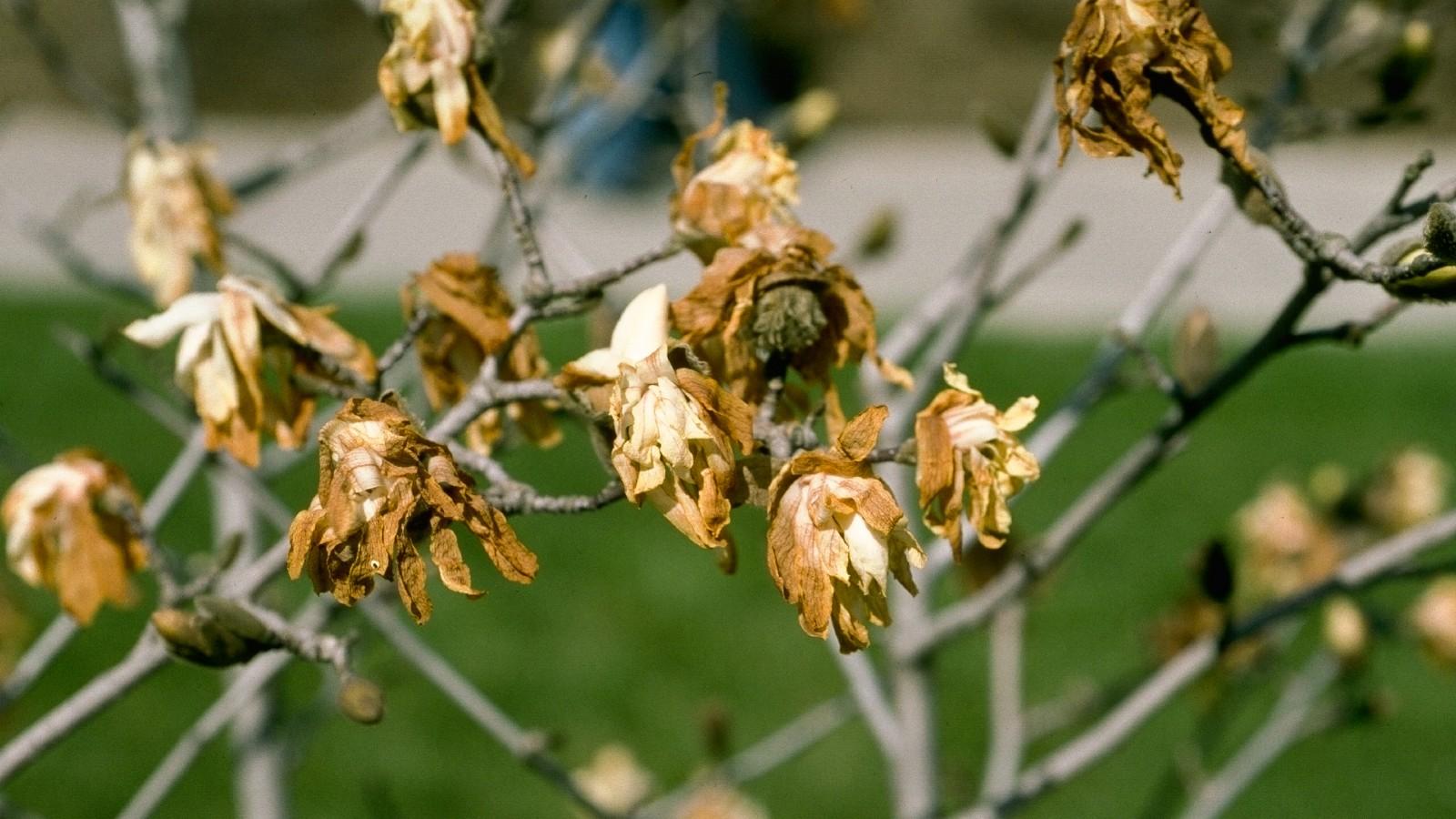 freeze damage to star magnolia buds