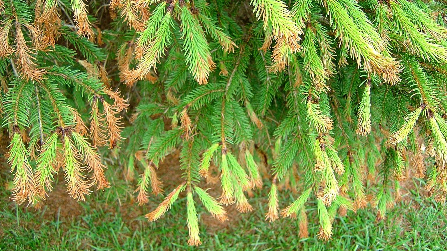 herbicide damage on spruce