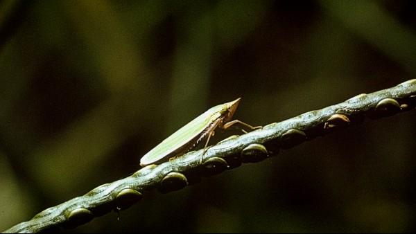 adult leafhopper