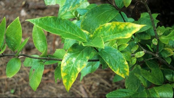 magnesium deficiency on sweetshrub