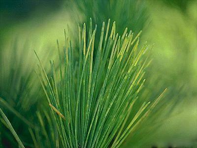 Mottling and yellowing of needles on pine