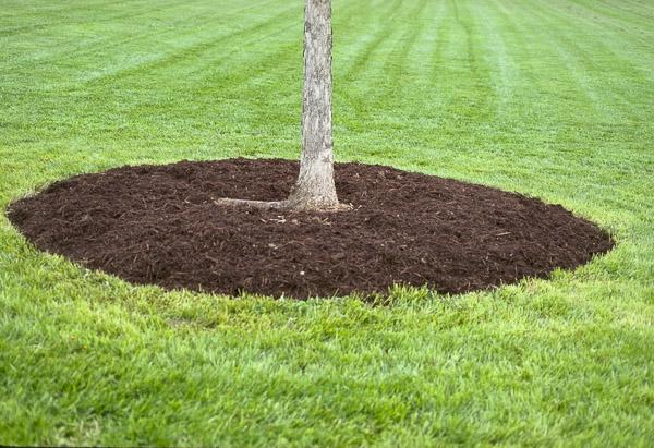 properly mulched tree