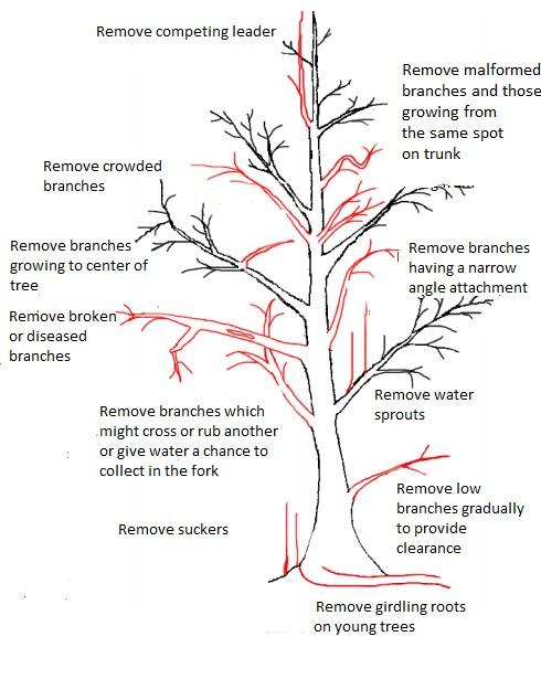 reasons for pruning illustration