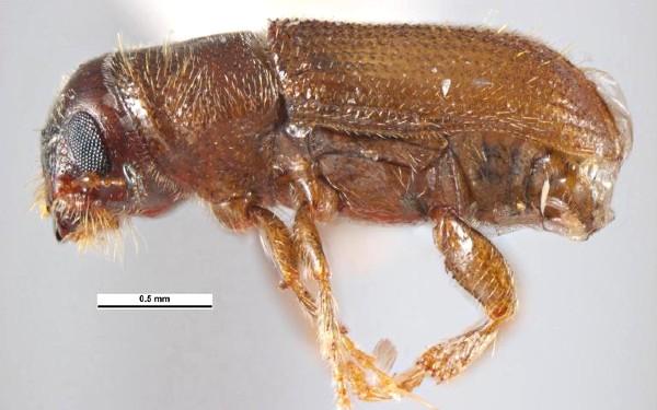 southern pine beetle adult