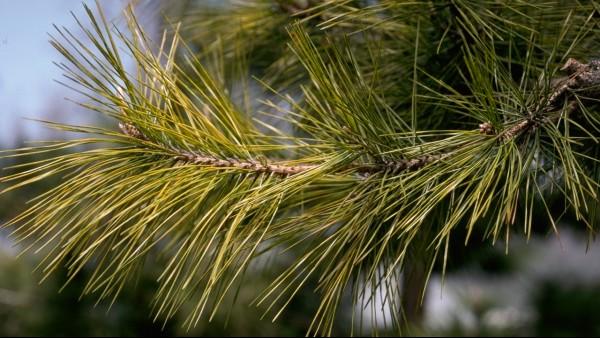 initial yellowing symptoms of bark beetles on white pine