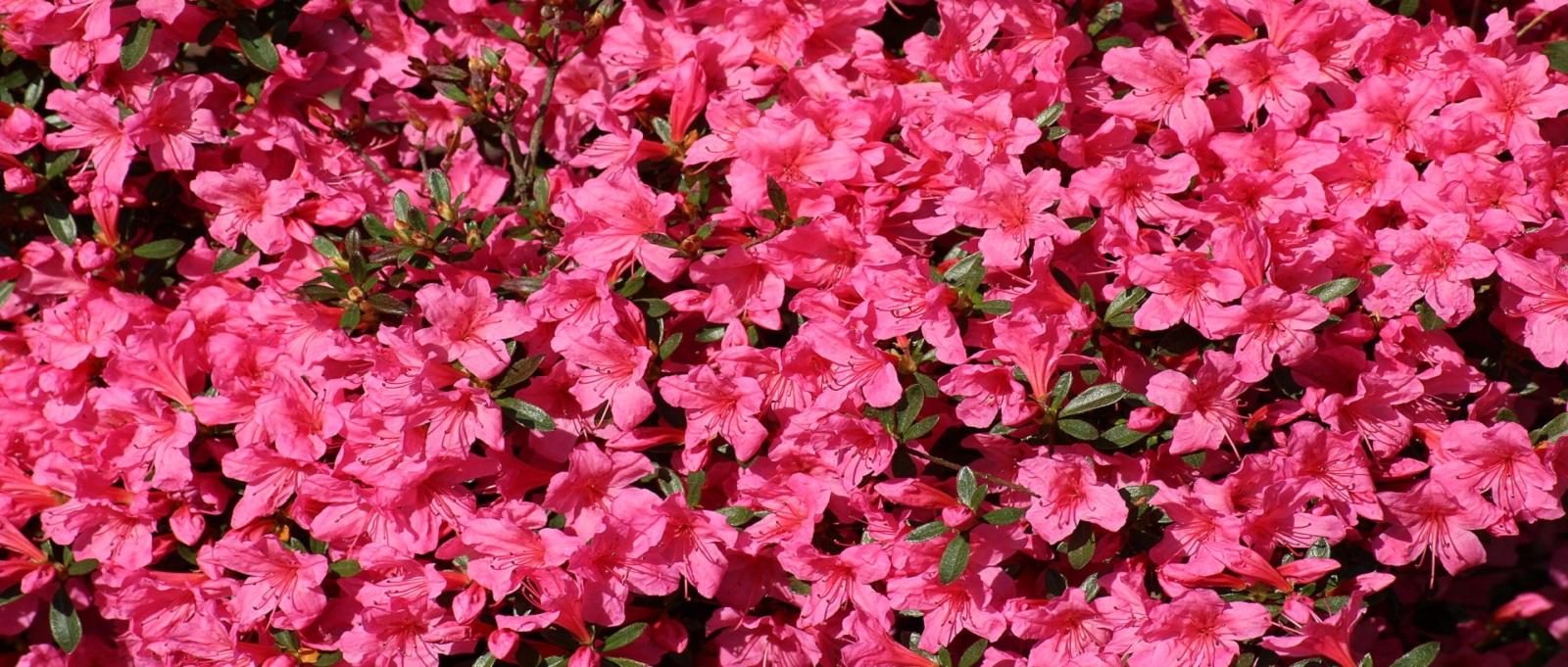pink azaleas flowers